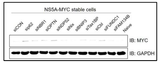 HCV NS5A 단백질을 조절하는 자가포식수용체 단백질 규명