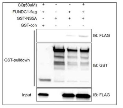 NS5A와 자가포식수용체 FUNDC1과의 물리적 결합 확인