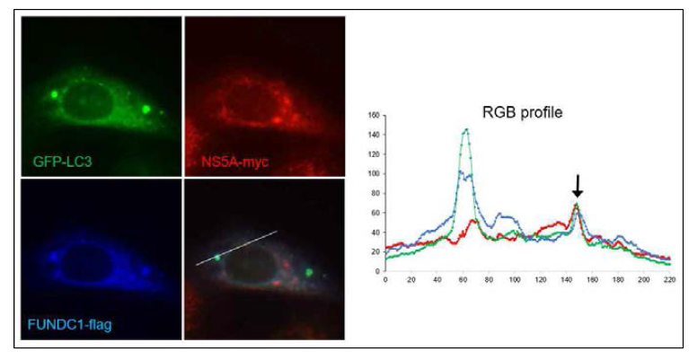 자가포식소체에서 NS5A-myc과 자가포식수용체 FUNDC1의 동시적 위치 확인