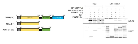 자가포식 수용체 FUNDC1과의 결합에 필요한 NS5A의 도메인 규명