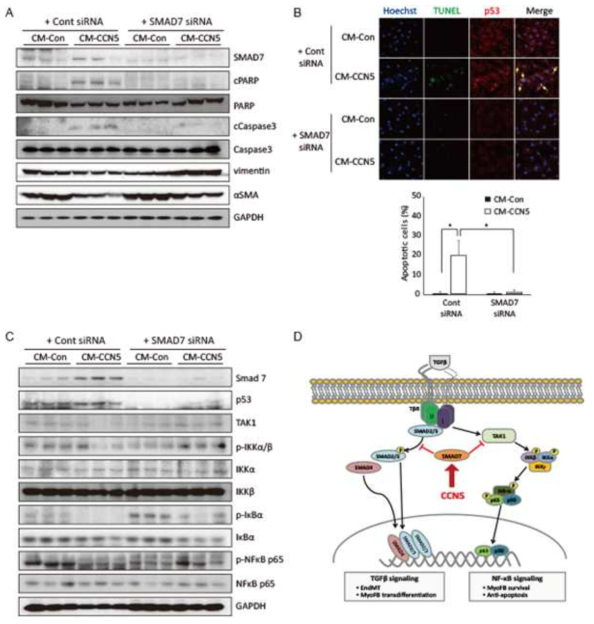 SMAD7이 근섬유아세포에서의 NF-κB 신호전달 경로를 조절함