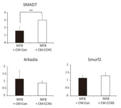 근섬유아세포에서 CCN5가 SMAD7의 mRNA 발현량을 조절함