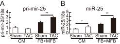 TAC에 의한 세포별 miR-25 발현 변화