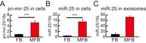 섬유아세포 (FB)와 근섬유아세포 (MFB)에서 miR-25의 발현 변화