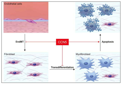 심섬유화에서 CCN5의 기능