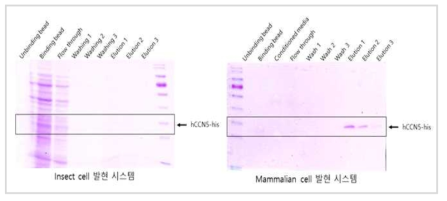 293F media로부터 hCCN5 단백질의 정제