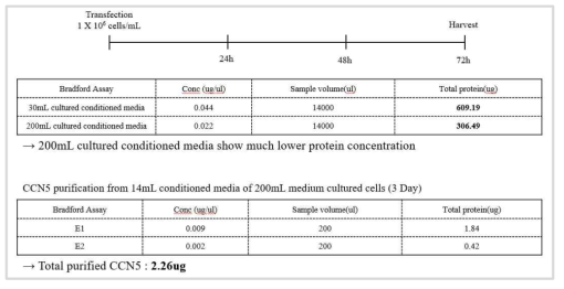 CCN5를 발현하는 세포 배양 규모 증가에 따른 단백질 정제량의 차이