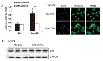 CCN5에 의한 NF-κB의 전사 및 p53 발현 조절