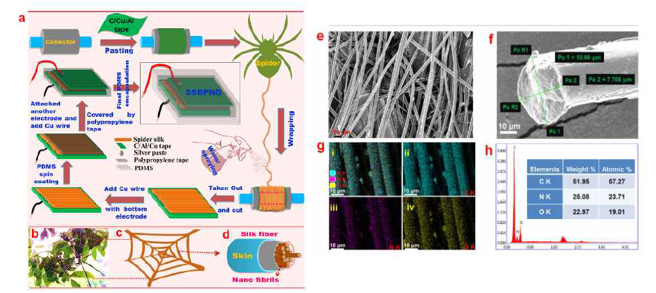 (a)거미줄 기반의 압전소자 제작과정 (b)거미줄 이미지 (c)거미줄 모식도 (d)피브릴 모양의 거미줄 단면 모양 모식도 (e)거미줄 여러 가닥의 FE-SEM 이미지 (f)한 가닥 단면 FE-SEM 이미지 (g)C, N, O에 대한 X-ray mapping (h)EDAX 분석