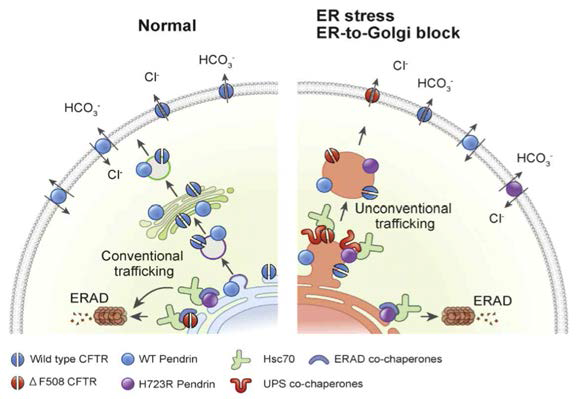 Conventional trafficking 과 Unconventional trafficking