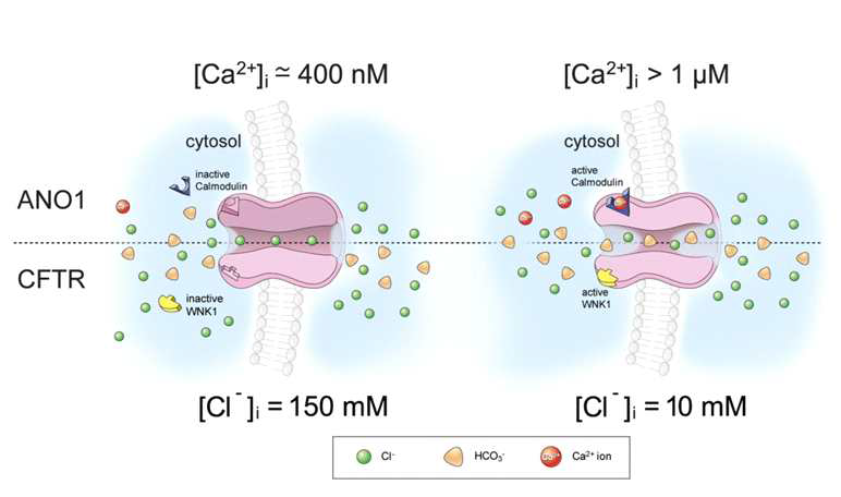 CFTR 과 ANO1 이온통로의 음이온 선택성 조절