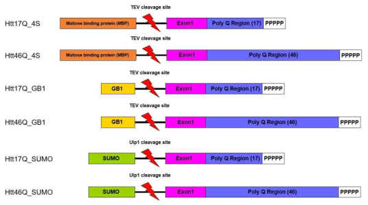 MBP, GB1, SUMO fusion 시스템을 이용한 17Q-Htt, 45Q-Htt의 새로운 constructs