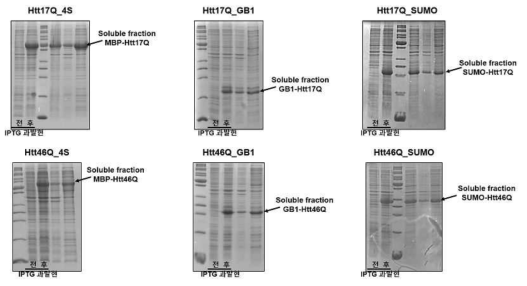 다양한 Htt 단백질들의 대량발현 및 solubility test