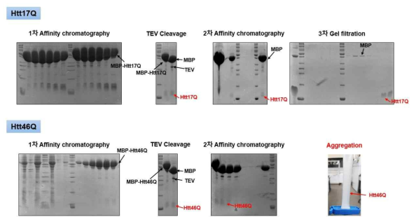 MBP-17Q-Htt 및 MBP-46Q-Htt 단백질의 정제 시스템 구축