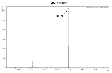 MALDI-TOF를 이용한 17Q-Htt 단백질의 분자량 확인