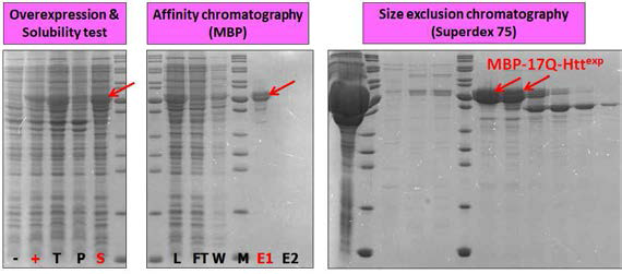 MBP-17Q-Httexp 단백질 정제 시스템 구축