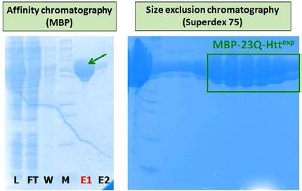 MBP-23Q-Httexp 단백질 정제 시스템 구축
