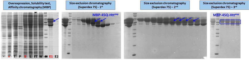 MBP-45Q-Httexp 단백질 정제 시스템 구축