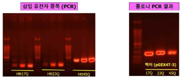 유전자들의 PCR 및 cloning 결과