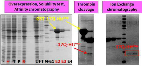 GST-17Q-Httexp 단백질 정제