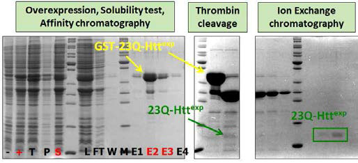 GST-23Q-Httexp 단백질 정제