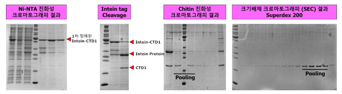 IP3R-CTD D2590-A2749 (CTD1) 단백질의 정제 시스템 구축