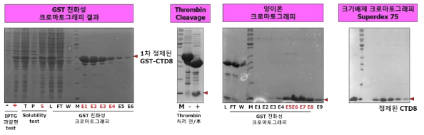 IP3R-CTD D2677-A2733 (CTD8) 단백질의 정제 시스템 구축