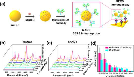 (a) 다가항체를 이용한 금 나노판 금 나노입자 SERS 센서의 작동 원리 모식도. (b) 다가항체를 이용한 SERS 센서의 J1 농도별 SERS 스팩트럼 (c) 일반 항체를 이용한 SERS 센서의 J1 농도별 SERS 스팩트럼 (d) 다가항체를 이용한 센서와 일반 항체를 이용한 센서의 J1 농도별 SERS 스팩트럼 적분 값의 비교