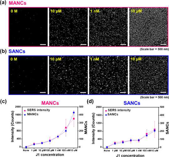 (a) 다가항체를 이용한 금 나노판 금 나노입자 SERS 센서의 J1 농도별 SEM 사진. (b) 단일항체를 이용한 금 나노판 금 나노입자 SERS 센서의 J1 농도별 SEM 사진. (c) 다가항체를 이용한 금 나노판 금 나노입자 SERS 센서의 J1 농도별 SERS 스팩트럼 적분값과 SEM 사진에서의 금 나노입자 개수 비교. (d) 단일항체를 이용한 금 나노판 금 나노입자 SERS 센서의 J1 농도별 SERS 스팩트럼 적분값과 SEM 사진에서의 금 나노입자 개수 비교