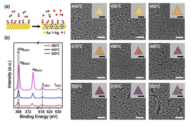(a)금 나노판에 은 원자가 주입되는 과정 모식도 (b) 금 나노판에 주입된 은의 반응 온도별 XRD 스팩트럼 (c) 온도별 nanoporous 금 나노판 SEM 사진