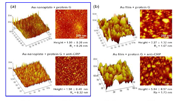 (a) 단결정 금 나노판과 (b) 금 박막 위에 고정된 protein G (위)와 anti-CRP (아래)의 AFM 이미지. 금 박막에 비교해 금 나노판 위에서 서로간의 응집 없이 고밀도로 고정되었음