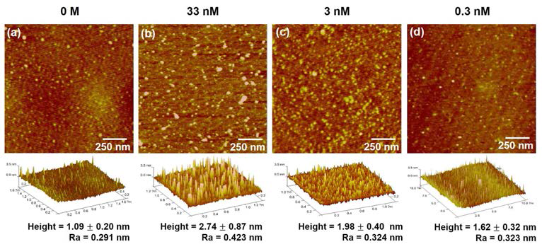 농도에 따라 금 나노판 위에 고정된 CRP 항체들의 AFM 이미지
