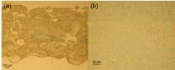 TSB-C12 텍톤이 graphene 위에 ink-jet 방식으로 layering된 광학현미경 이미지