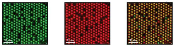 Dual-color representation of two successive STM images of TSB12 : ZnPc self-assembled monolayer on HOPG. The right-most image shows the pore-to-pore hopping motion of ZnPc : in green, emptied pores, in red, filled pores. The STM was operated at the solution/solid interface