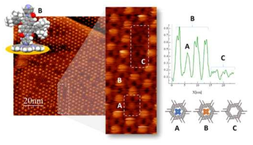 STM image of a host-guest system comprised of TSB-C12 / ZnPc-BPyPDI tecton (B). The zoomed area shows one example where the BPyPDI ligand has been “detached” from the ZnPc pedestal (A), and where the cavities have been left empty (C). Evidence of these three situation is also observed by the different profile heights measured. (scanning conditions: I% 5.0, P% 2.1, 13 pA, -1.0 V, 100x100 nm)