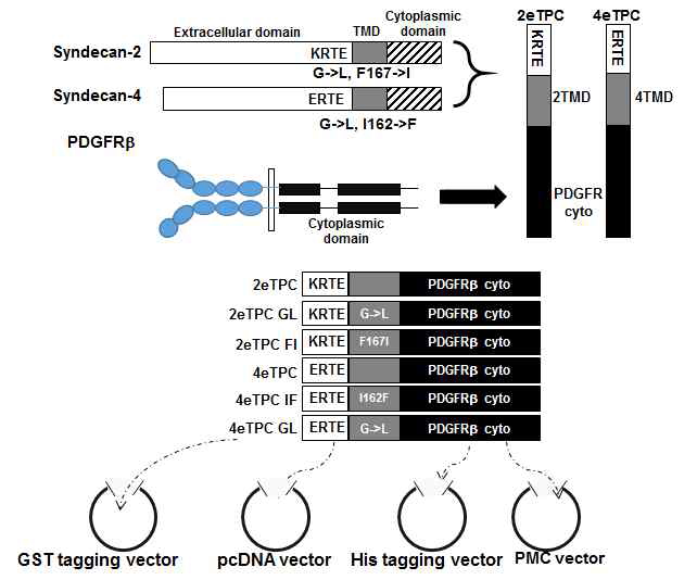 막도메인 결합차이 유도용 키메라 제작. SDC 막도메인과 PDGFR의 세포질 도메인 키메라를 4 가지 활용 목적에 맞는 vector에 삽입하여 제작함