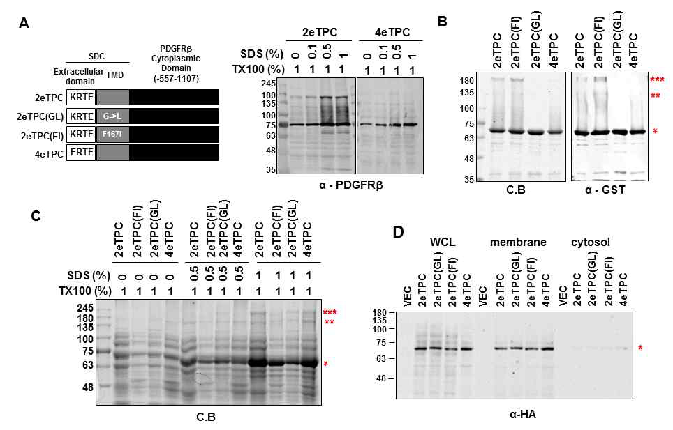 SDC-PDGFR 키메라 단백질의 이량화 비교 (A) SDC-PDGFR 키메라와 돌연변이 2eTPC, 4eTPC 키메라를 대장균에서 발현하고 다른 SDS 농도 조건으로 lysis한 후 PDGFRβ 항체를 이용하여 western blotting을 수행함. (B) 재조합 키메라 단백질을 coomassie blue staining(왼쪽)과 GST항체를 이용한 western blotting(오른쪽)으로 확인함. (C) SDS-resistant homo-dimer 형성 비율을 coomassie blue staining으로 관찰함. (D) HEK293T 세포에 각각의 키메라와 돌연변이체를 과발현시킨 후 Whole cell lysate (WCL), 막단백질, 세포질 단백질들을 추출하여 HA 항체로 western blotting하여 이량화 정도를 확인함. *, monomer; **, dimer; ***, trimer