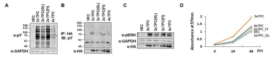 SDC-2 막도메인-PDGFR 키메라 돌연변이가 Tyrosine 인산화와 세포신호전달 및 세포성장에 미치는 영향. SDC-2의 extracellular domain 4개 아미노산 (KRTE)을 포함한 각각의 막도메인의 wild type과 아미노산 치환 돌연변이체에 human PDGFR의 cytoplasmic domain을 결합한 키메라를 제작하였음. (A) HEK293T 세포에 각각의 키메라를 각각 과발현 시킨 후 total tyrosine 인산화 정도를 western blotting으로 분석함. (B) HEK293T 세포에 각각의 키메라돌연변이체를 과발현 시킨 후 cell lysates를 2시간 동 안 HA-conjugated bead를 이용한 면역침강을 실시한 다음 phospho-tyrosine 항체를 이용하여 western blotting을 통해 확인함. (C) A와 동일한 세포 lysate에서 phospho-ERK 항체를 이용하여 western blotting으로 확인함. (D) 각각의 키메라와 키메라돌연변이체를 과발현시킨 세포로 시간(24, 48시간)에 따른 세포 성장 차이를 MTT 기법으로 확인함