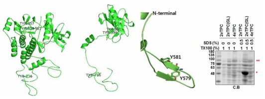 PDGFRβ 세포내기질도메인의 homology modeling을 통한 SDC-PDGFR 키메라의 구조 변화 예측. SWISS-MODEL Homology Modelling 프로그램의 template 5k5x.1A 사용하여 아미노산 561 부터 975 까지와 561부터 750까지의 구조를 예측함. 2eTPC, 2eTPC(GL), 4eTPC PDGFR 세포질도메인 561번째부터 750번째 아미노산 truncation 키메라를 대장균에서 발현하고 다른 SDS 농도 조건으로 lysis한 coomassie blue staining으로 이량화를 확인함