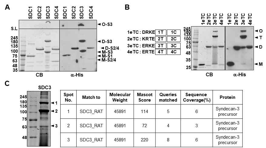 막도메인에 의한 SDC-3 다량체 형성 (A) His-fusion된 SDC 단백질을 정제하고, SDS-PAGE gel을 이용하여 분리한 후 coomassie staining (CB)과 His 항체를 이용한 western blotting(WB)을 수행함. (B) 각 SDC family의 짧은 세포외기질도메인 4개 amino acid 를 포함하는 his-fusion 재조합 단백질을 제작 후 정제 하여 CB 와 WB을 이용하여 확인함. (C) His-fusion된 SDC-3재조합 단백질을 정제한 후 질량 분석을 통하여 선택한 band를 분석함. O, oligomer(다량체); D, dimer (이량체); M, monomer(단량체)