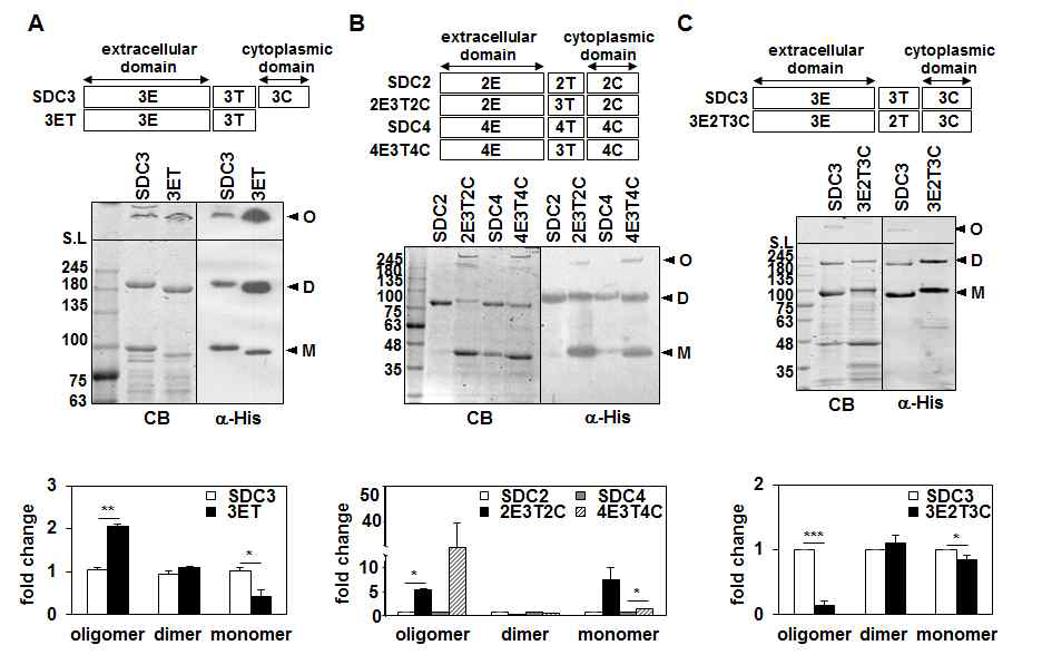 SDC-3 막도메인 특이적 SDSresistant oligomer 형성 능력 (A) SDC-3와 세포내기질도메인(3C)이 없는 돌연변이 단백질을 정제하고 SDS-resistant한 다량화 형성 능력을 CB와 WB으로 관찰하고 수치화함. (B) SDC-2/-4 의 막도메인을 SDC-3 막도메인(3T)으로 치환한 재조합 단백질을 제작하여 CB와 WB으로 다량화 생성을 확인하고 수치화함. (C) SDC-3 막도메인을 SDC-2 막도메인으로 치환한 His-fusion 단백질을 제작하여 정제한 후 CB와 WB으로 관찰. SDC-3의 막도메인을 SDC-2 막도메인 치환 돌연 변이 경우 다량화 형성이 확인 및 그 변화를 수 치화함