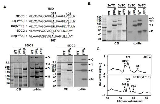 397번째 Ala에 의한 SDC-3 막도메인 oligomer 형성 조절. (A) SDC-2/-3의 아미노산 치환 돌연변이의 다량화 정도를 나타냄. (B) SDC-2/-3의 짧은 세포외기질도메인 4개 amino acid를 포함하는 his-fusion 재조합 단백질을 정제하여 SDS-resistant homo-이량화, 다량화의 변화를 CB staining과 WB으로 관찰함. (C) 세포외기질이 짧은 SDC-3 wild type과 막도메인 치환 돌연변이 A397F 재조합 단백질을 size exclusion gel chromatography를 이용하여 사이즈로 분리하여 각 단백질의 농도를 UV 흡광도로 측정함