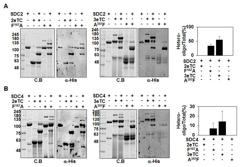 SDC-3 막도메인에 의한 heter-oligomer 형성 조절 SDC-2/-4 wild type과 SDC-2/-3의 4개의 짧은 아미노산만 남아있고 막도 메인 아미노산이 치환된 His-fusion 돌연변이 단백질 2eTC, 2eTC(F167A), 3eTC, 3eTC(A397F)를 정제하여 SDS-resistant dimer 변화를 CB staining과 WB으로 관찰하여 수치화함