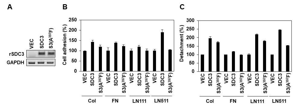 SDC-3 oligomer 형성과 세포 부착 연관성. (A) SDC-3와 SDC-3 돌연변이 S3(A397F)를 SH-5YSY 세포에 과발현하고 PCR로 유전자 발현을 확인함. (B), (C) SDC-3와 SDC-3 돌연변이 S3(A397F)를 SH-5YSY 세포에 과발현 한 후 xCELLigence system assay와 detachment assay를 활용하여 ECM별 세포의 부착능의 차이를 확인함