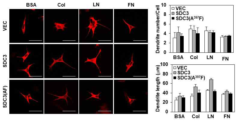 SDC-3 oligomerization이 dendrite 형성에 미치는 영향 SDC-3와 SDC-3 돌연변이 SDC3(AF)를 SH-5YSY 세포에 과발현 하고 세포 형광염색법을 활용하여 MAP-2를 염색하여 한 세포에 생성된 dendrite 개수와 길이변화를 확인함