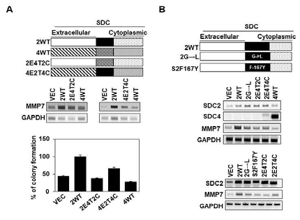 SDC-2 막도메인 dimer 형성이 대장암 세포의 MMP-7 발현에 미치는 영향. SDC-2와 SDC-2 막도메인 치환 유전자를 초기대장암세포인 HT-29 세포에 과발현 하고 PCR을 통하여 MMP-7의 유전자 발현 변화를 관찰, colony forming assay를 하여 SDC-2 의 이량화 정도에 따른 암활성과 관련된 유전자발현 및 대장암세포에 미치는 영향을 확인함
