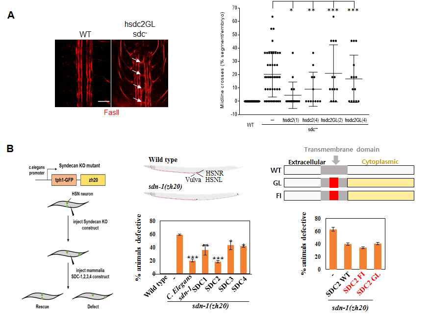 SDC 막도메인의 dimer 형성이 초파리의 axon 형성 및 예쁜꼬마선충의 신경 발생에 미치는 영향. (A) SDC를 제거한 초파리에 SDC-2와 SDC-2 막도메인 돌연변이를 발현시킨 후 FasⅡ항체로 axon을 염색하여 면역염색법으로 axon crossing을 확인(왼쪽, 화살표)하고 수치화함(오른쪽). (B) 예쁜꼬마선충에서 SDC을 제거한 후에 원하는 SDC 돌연변이를 과발현 시켜 예쁜꼬마선충의 발생 복원 정도를 확인하는 시스템동물 모델을 구축함(B, 왼쪽). 이 동물모델에 SDC-1, -2,-3, -4 키메라를 과발현시켜 HSN neuron의 이동을 확인(B, 중간). SDC-2의 막 도메인 돌연변이체를 발현시키고 HSN neuron의 이동을 관찰함