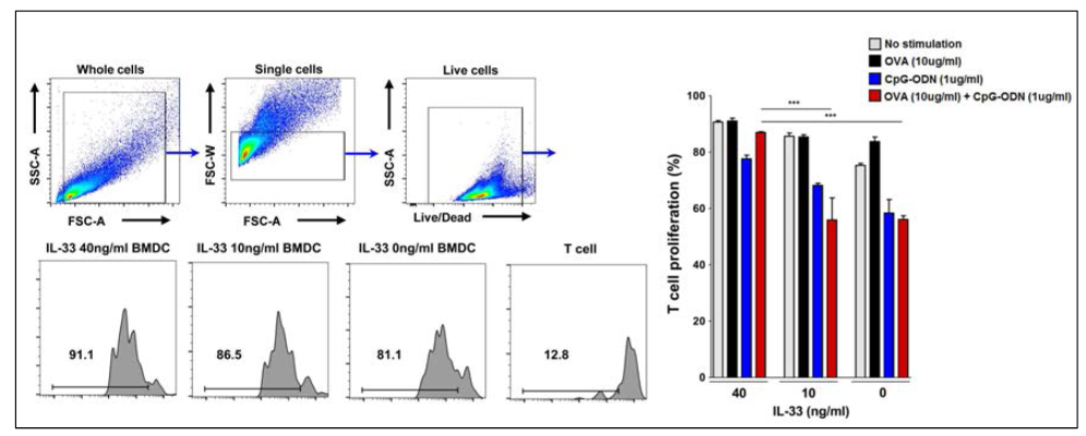IL-33으로 priming된 수지상세포와 co-culture된 T 세포의 proliferation 분석