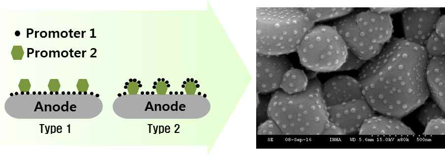 Promoter가 균일하게 분산된 연료극 모식도 및 미세구조