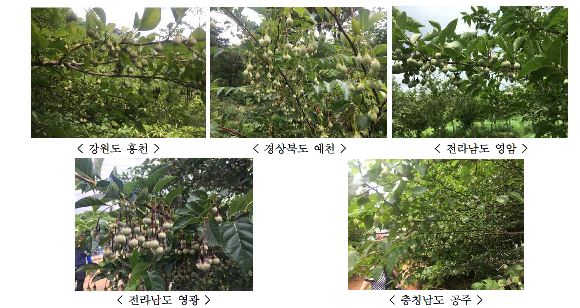 조경수로 조림되고 있는 때죽나무